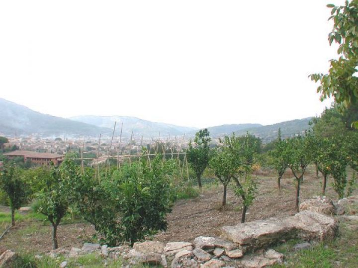 Orangenhain mit kleinem Haus zu renovieren und Blick über Sóller