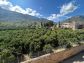 Wunderschönes Stadthaus mit Garten am Stadtrand von Sóller